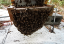 Campagne de déclaration des ruches