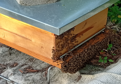 Loque américaine : des colonies d’abeilles euthanasiées