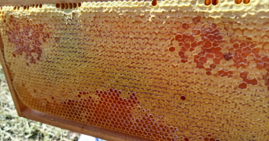 Le miel guérit : témoignage de L. jeune fille de 20 ans.