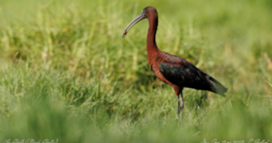 Présence d’ibis falcinelle sur le site de l’étang du Gol