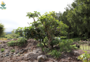 Un bois de papaye de plus de 200 transplanté à La Plaine des Palmistes