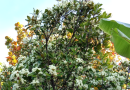 Jambosier du Brésil : une houppelande blanche nectarifère
