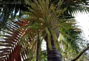 Le palmiste : un arbre, des fleurs, du nectar, des abeilles
