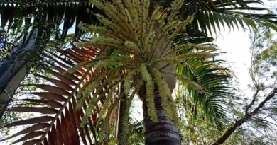Le palmiste : un arbre, des fleurs, du nectar, des abeilles